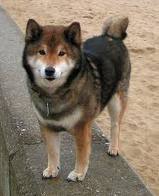 This is Tasha; she's a shiba-inu